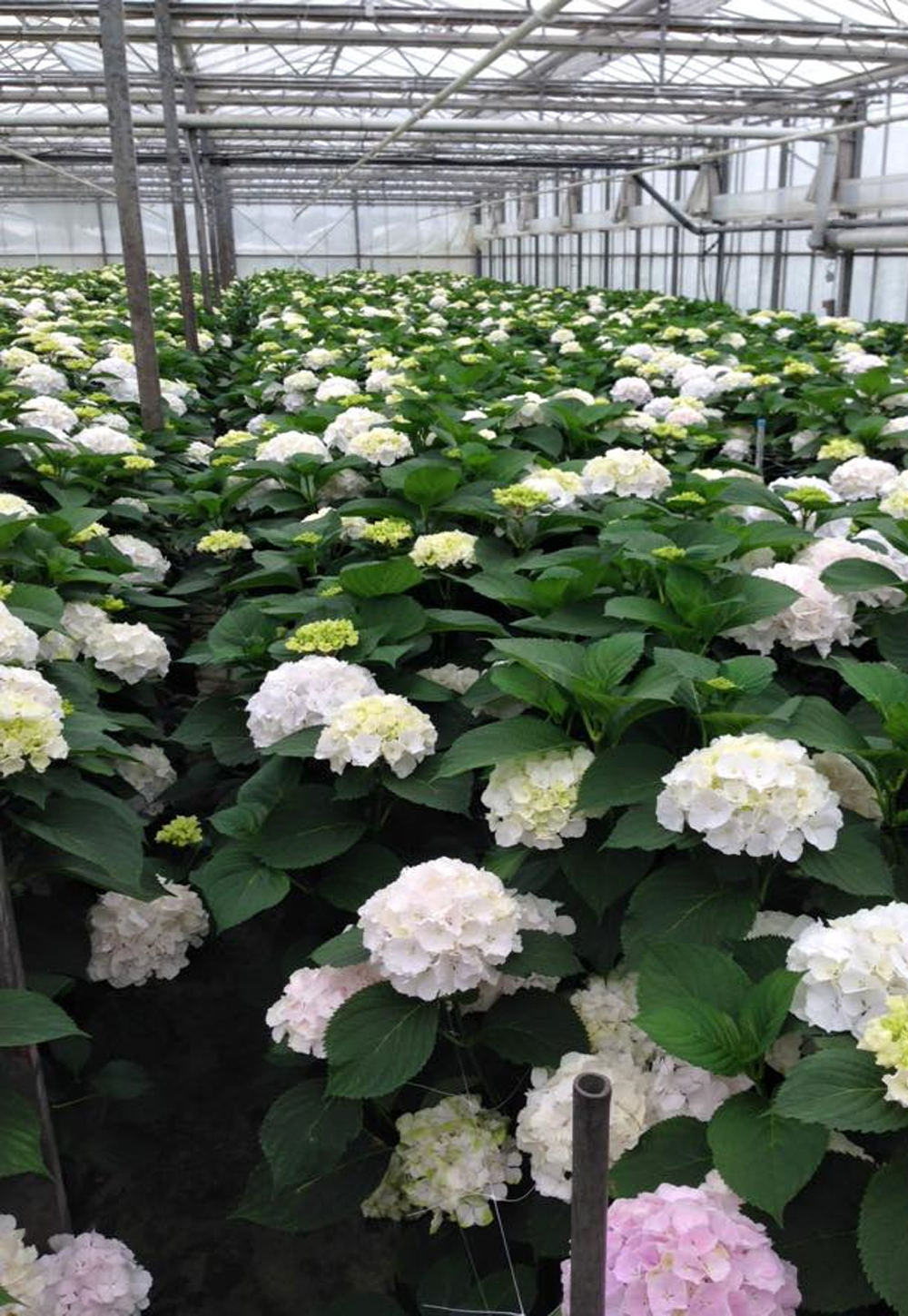 1-Kwekerij-Pieter-Kolk-Hydrangeas-Aalsmeer