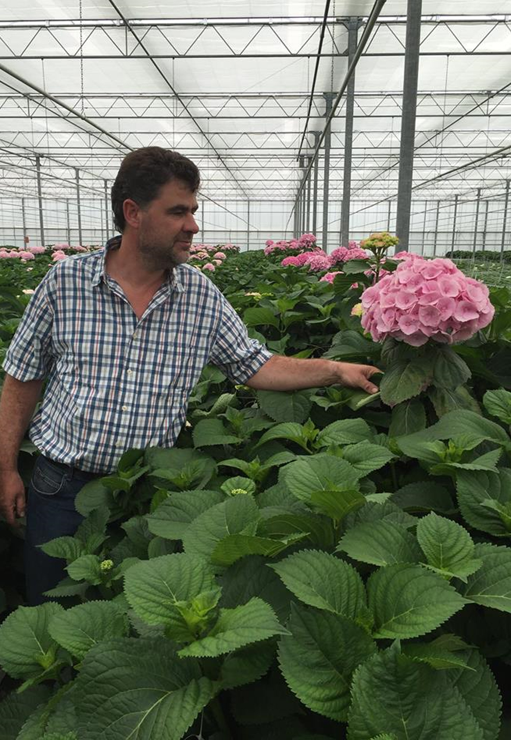 3-Kwekerij-Pieter-Kolk-Hydrangeas-Aalsmeer