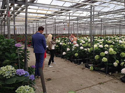 Kwekerij Pieter Kolk-Hydrangea-Aalsmeer-Homepage-Inspiraiton