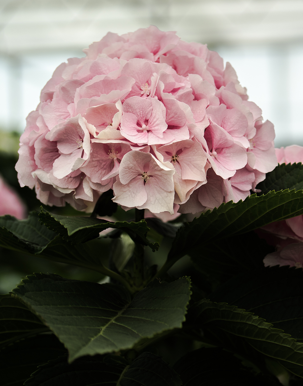 1-Pieter Kolk Hortensias - kweker - aalsmeer - hydrangeaworld