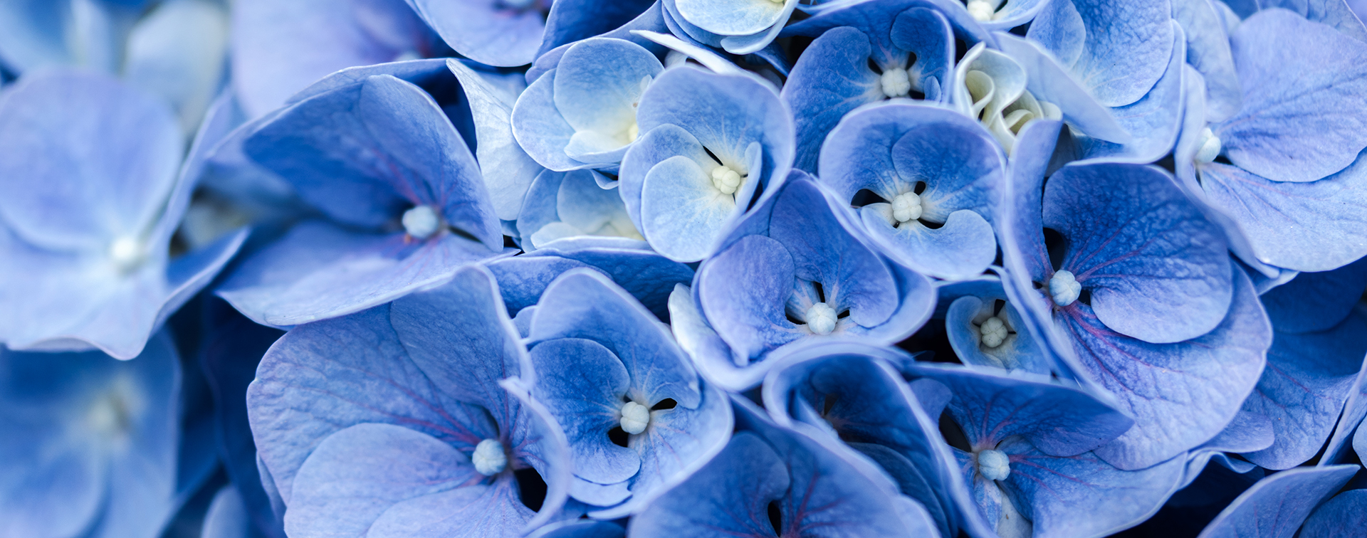 4-Pieter Kolk Hortensias - kweker - aalsmeer - hydrangeaworld